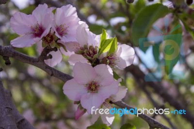 Grove Of Almond Trees In Israel Stock Photo