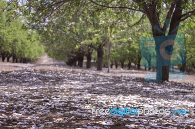 Grove Of Almond Trees In Israel Stock Photo