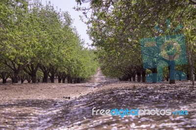 Grove Of Almond Trees In Israel Stock Photo