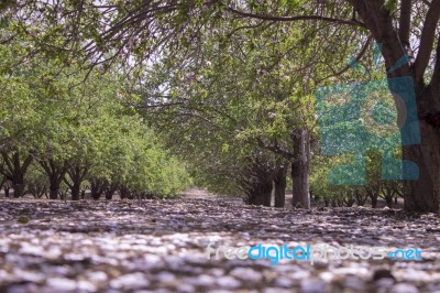 Grove Of Almond Trees In Israel Stock Photo