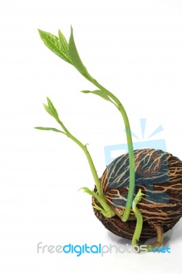 Grow Seed Stock Photo