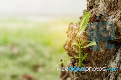 Growing Branches With Nature Stock Photo