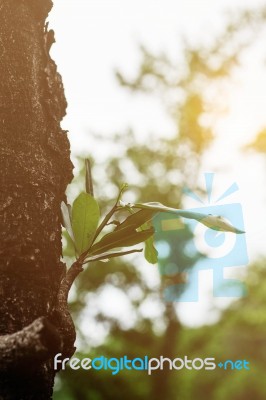 Growing Branches With Sunlight Stock Photo