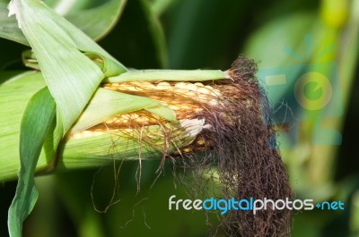 Growing Corn Stock Photo