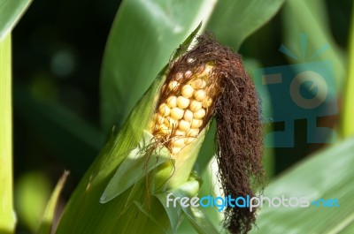 Growing Corn Stock Photo