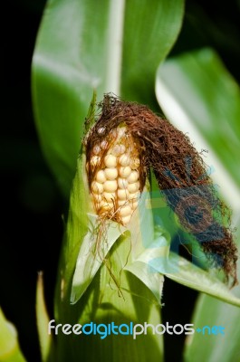 Growing Corn Stock Photo