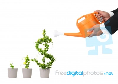 Growing Dollar Tree Stock Photo