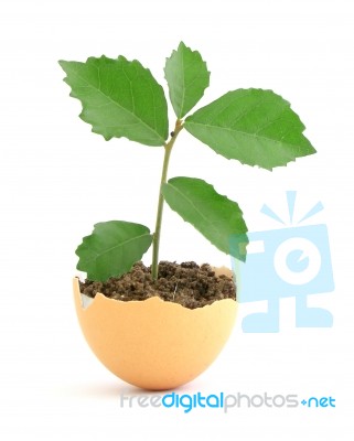 Growing Green Plant In Egg Shell Stock Photo