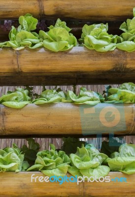 Growing Lettuce In Bamboo Container Stock Photo