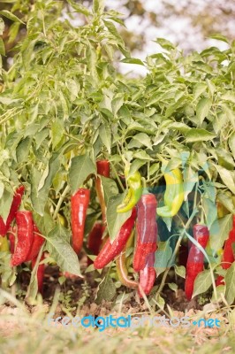 Growing Peppers Stock Photo