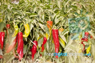 Growing Peppers Stock Photo