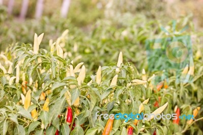 Growing Peppers Stock Photo