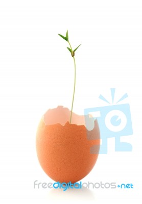 Growing Plant In Eggshell Stock Photo