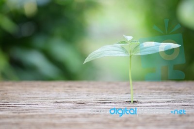 Growing Plant On Wooden Table Stock Photo