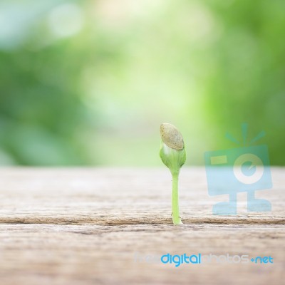 Growing Plant On Wooden Table Stock Photo