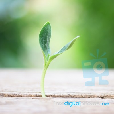 Growing Plant On Wooden Table Stock Photo