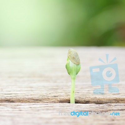 Growing Plant On Wooden Table Stock Photo