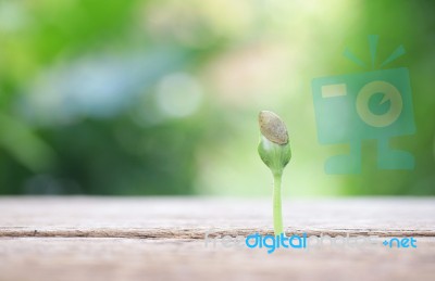 Growing Plant On Wooden Table Stock Photo