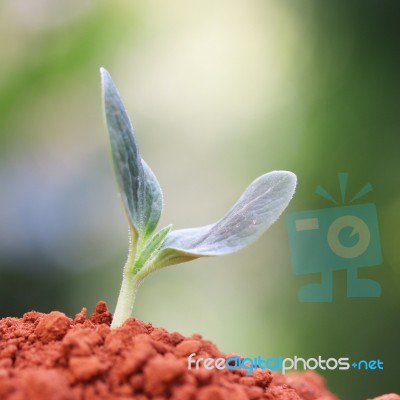 Growing Plants Stock Photo