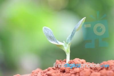 Growing Plants Stock Photo