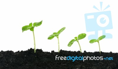 Growing Plants Stock Photo