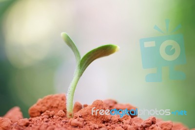 Growing Plants Stock Photo