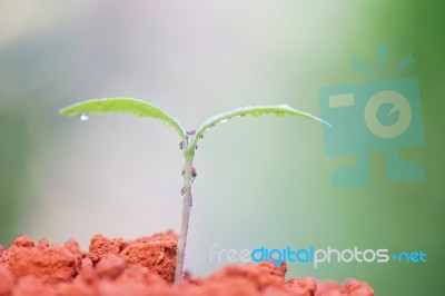 Growing Plants Stock Photo