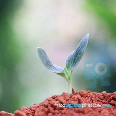 Growing Plants Stock Photo