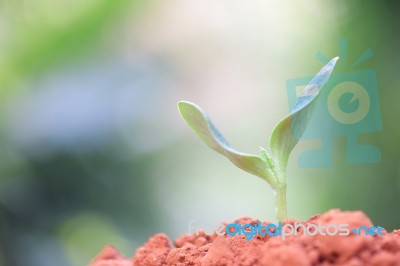 Growing Plants Stock Photo