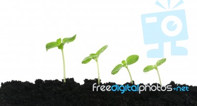 Growing Plants Stock Photo