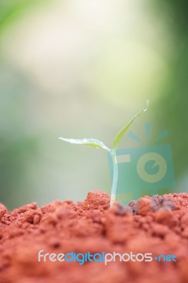 Growing Plants Stock Photo