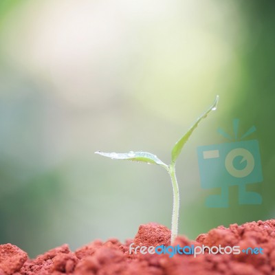 Growing Plants Stock Photo