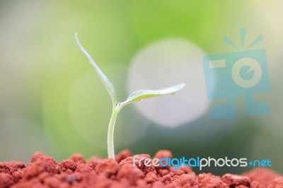 Growing Plants Stock Photo