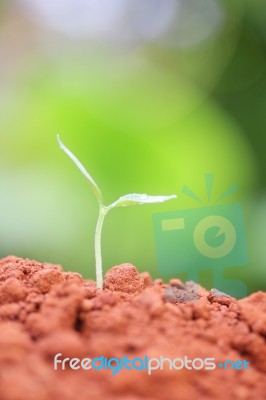 Growing Plants Stock Photo