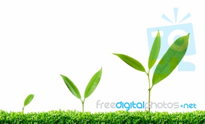 Growing Plants Stock Photo