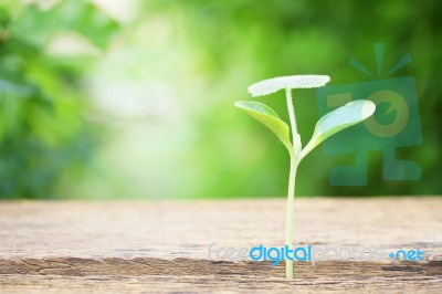 Growing Plants On Wooden Table Stock Photo