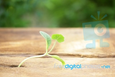 Growing Plants On Wooden Table Stock Photo