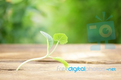 Growing Plants On Wooden Table Stock Photo