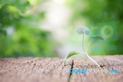 Growing Plants On Wooden Table Stock Photo