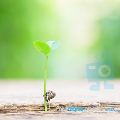 Growing Plants On Wooden Table Stock Photo