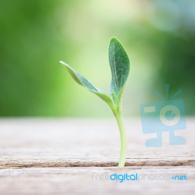 Growing Plants On Wooden Table Stock Photo