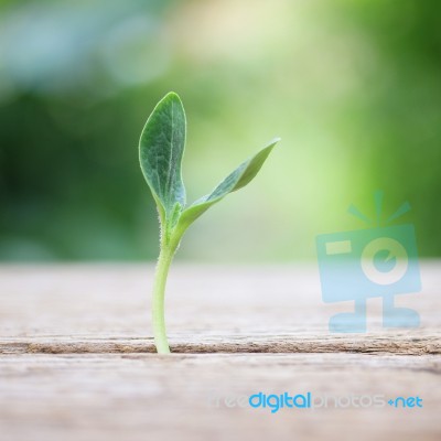 Growing Plants On Wooden Table Stock Photo