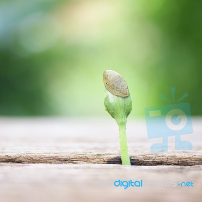 Growing Plants On Wooden Table Stock Photo