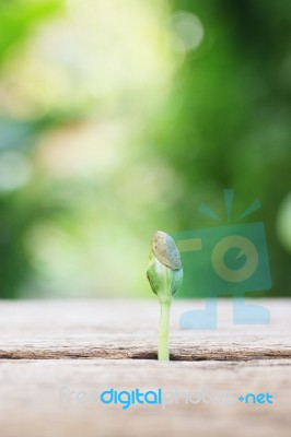 Growing Plants On Wooden Table Stock Photo