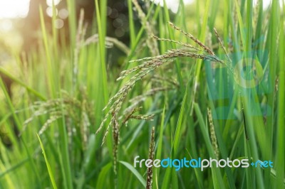 Growing Rice On Field Stock Photo