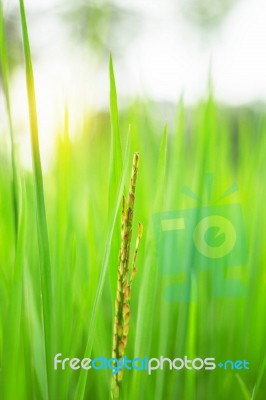 Growing Rice With Sunlight Stock Photo