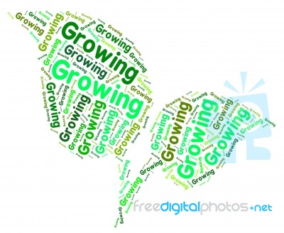 Growing Word Indicating Sow Text And Growth Stock Image