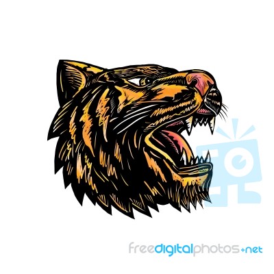 Growling Tiger Woodcut Stock Image