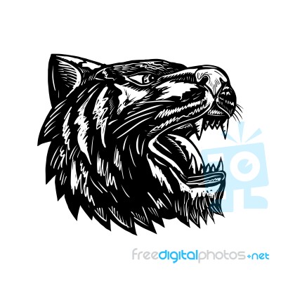 Growling Tiger Woodcut Black And White Stock Image