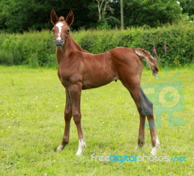 Grumpy Arab Foal Stock Photo